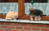 CROISE ET CHAT 028